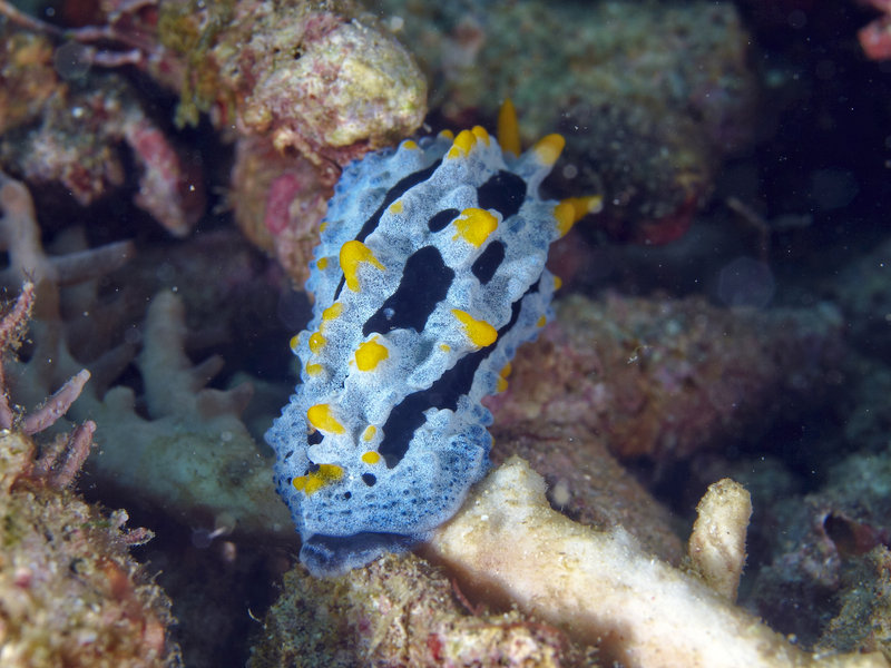 Nudibranch, Escarceo